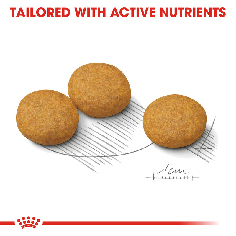 ROYAL CANIN® Medium Dermacomfort Care Dry Adult Dog Food
