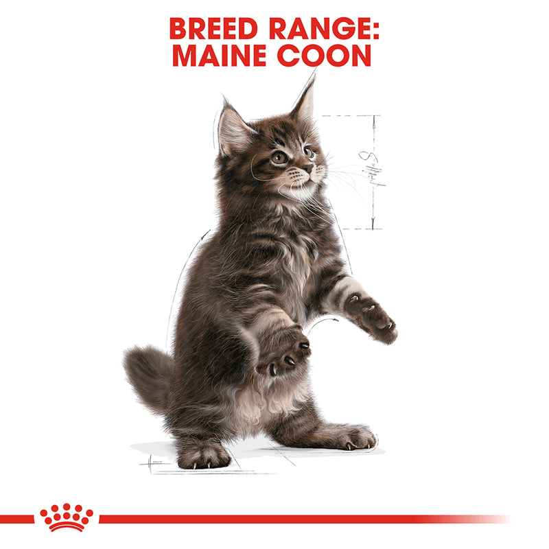 ROYAL CANIN® Maine Coon Breed Kitten Dry Cat Food 2kg