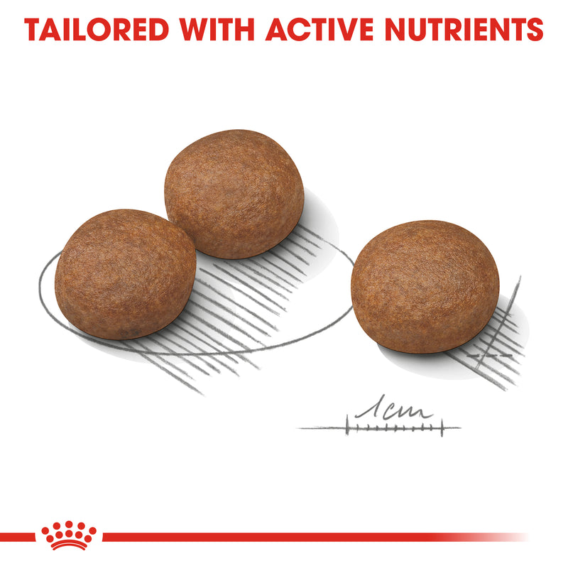 ROYAL CANIN® Medium Adult Digestive Care Dry Dog Food 12kg