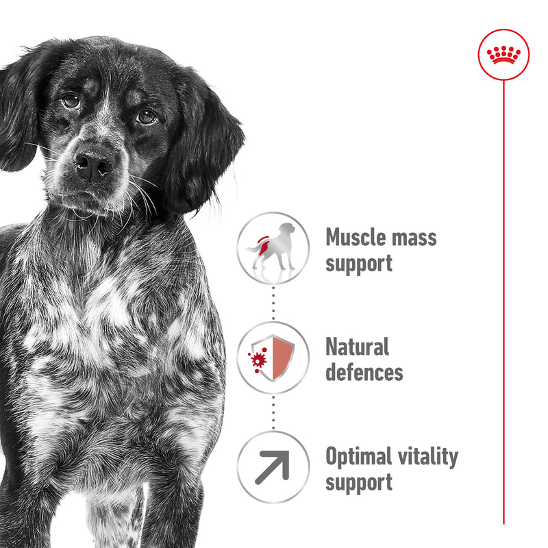 ROYAL CANIN® Medium Adult 7+ Dry Dog Food 15kg