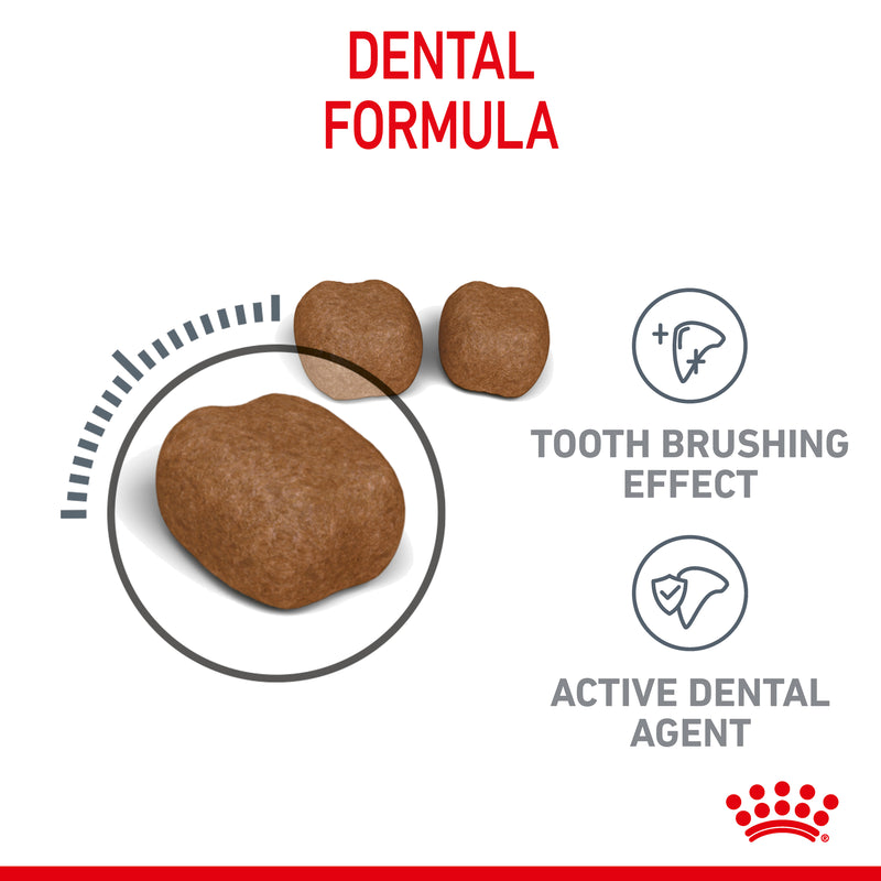 ROYAL CANIN® Dental Care Adult Dry Cat Food