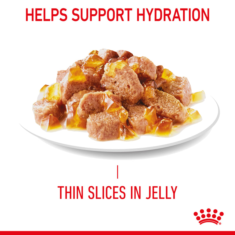 ROYAL CANIN® Hair & Skin Care Jelly Adult Wet Cat Food Pouches 12x85g