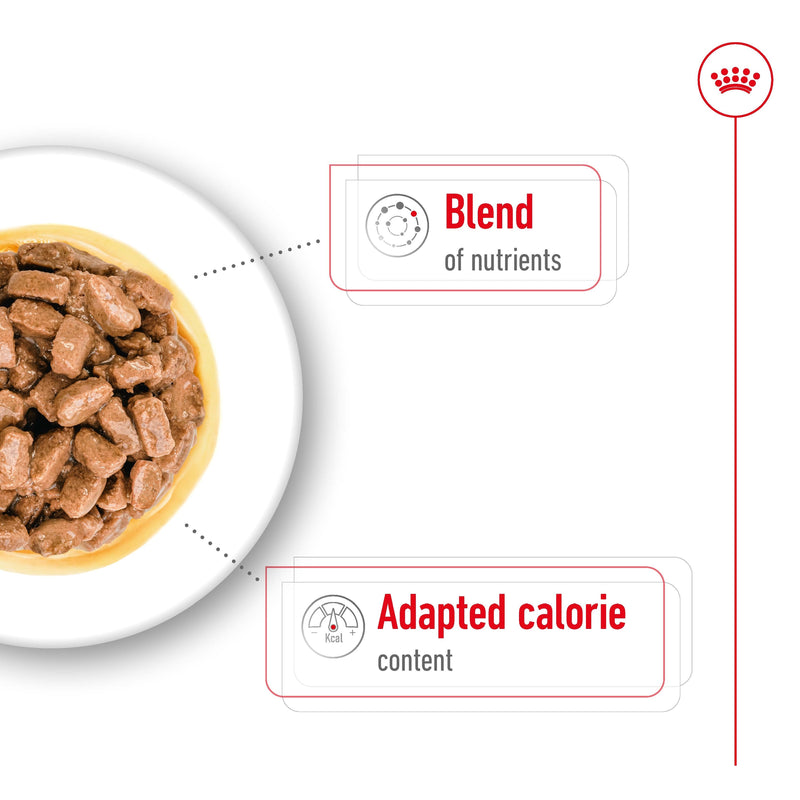 ROYAL CANIN® Mini Ageing Wet Chunks in Gravy Dog Food Pouches 12x85g