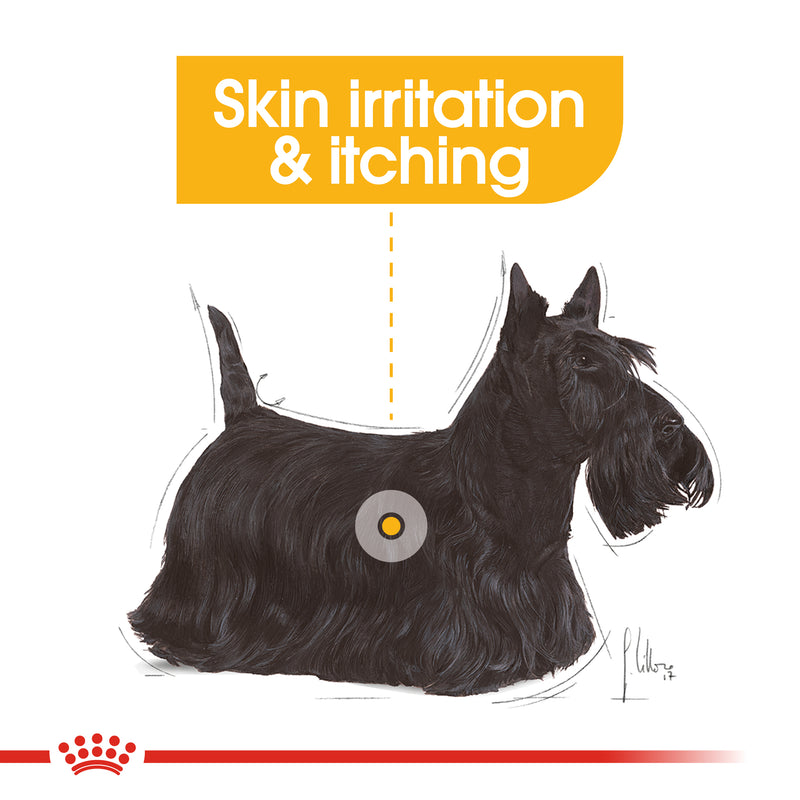 ROYAL CANIN® Dermacomfort Care Loaf Wet Dog Food Pouches 12x85g