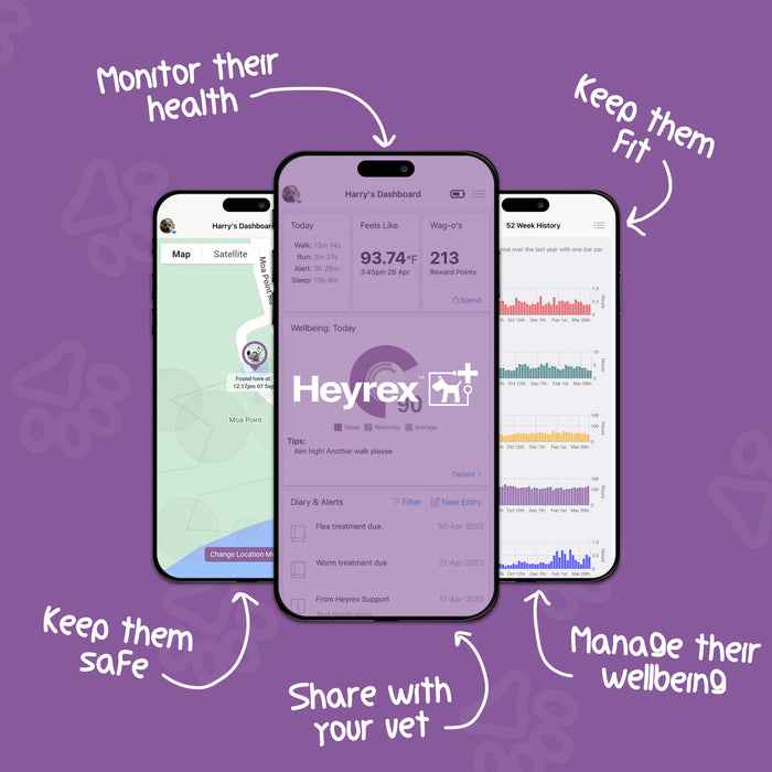 Heyrex 2  - Your dog’s personal health, fitness & location tracker