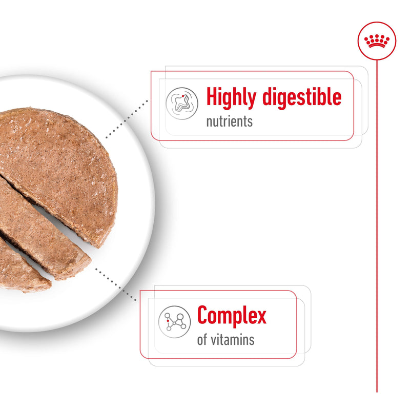 ROYAL CANIN® MINI ADULT Loaf Dog Food Can 12x195g