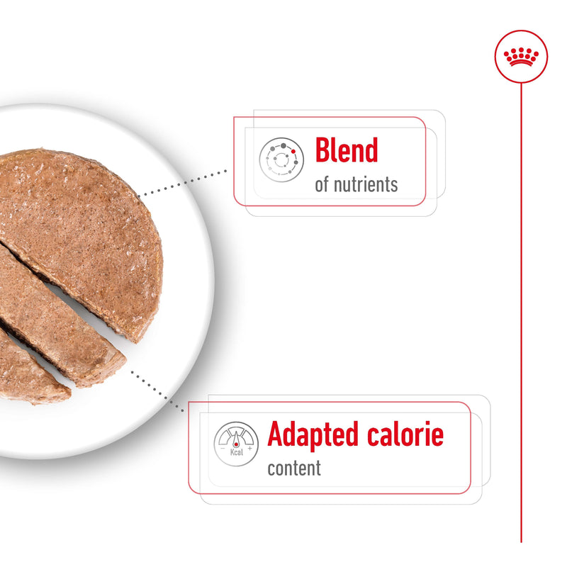 ROYAL CANIN® MINI AGEING Loaf Dog Food Can 12x195g