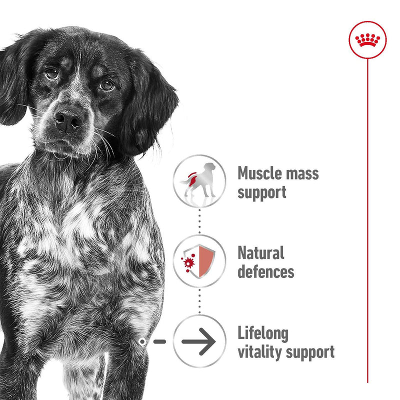 ROYAL CANIN® MEDIUM AGEING Loaf Dog Food Can - 12 x 410g