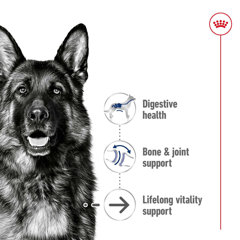 ROYAL CANIN® MAXI AGEING Loaf Dog Food Can - 12 x 410g