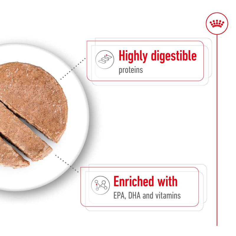 ROYAL CANIN® MAXI AGEING Loaf Dog Food Can - 12 x 410g