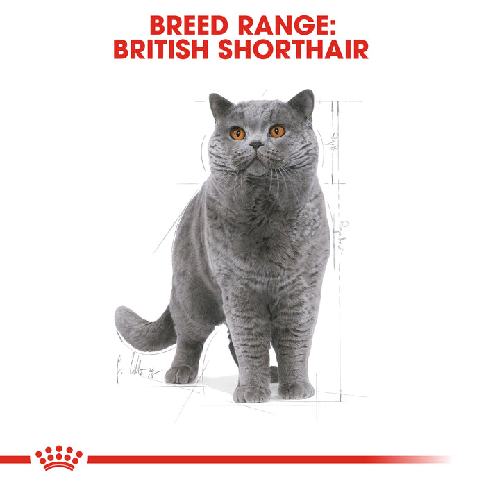 ROYAL CANIN® British Shorthair Breed Adult Dry Cat Food