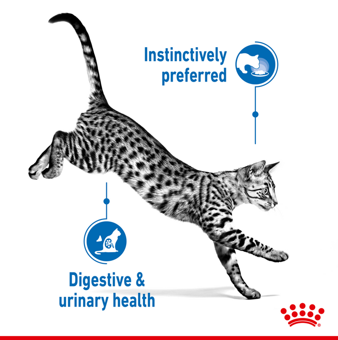 ROYAL CANIN® Indoor Gravy Adult Wet Cat Food Pouches 12 x 85g