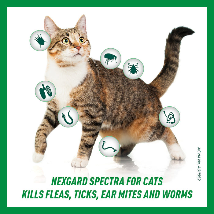 NexGard Spectra Spot-On for Cats